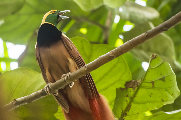 Varirata National Park tour